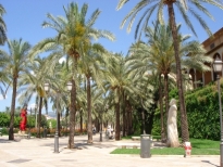 palms